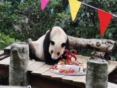 World's oldest captive giant panda, Xinxing, celebrates 38th birthday