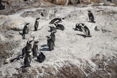 Offshore refueling deepens fears for South Africa's penguin haven