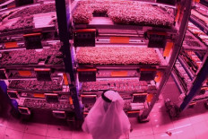 A picture shows the UAE's al-Badia Farms in Dubai, an indoor vertical farm using innovative hydroponic technology to grow fruits and vegetables all year round, on August 4, 2020. - Badia Farms  is the Middle East's  Based in downtown Dubai, the farmís ground-breaking methods sustainably grow crops without sunlight, soil or pesticides. The farm uses 90% less water compared to open field farming. The companyís vision is to revolutionise the agricultural industry in Middle East to provide a solution for the regionís food security. 