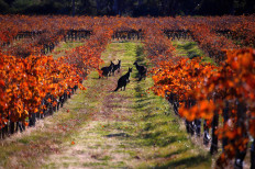 China imposes anti-dumping measures on Australian wine