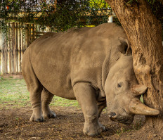Scientists harvest more eggs from near-extinct northern white rhino