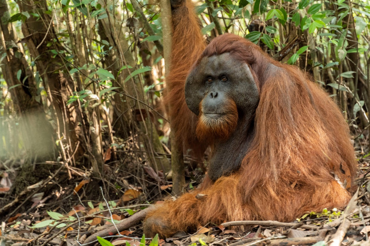 An orangutan named Boncel is pictured after being translocated to the main forest from a palm oil plantation, in Ketapang, West Kalimantan province, Indonesia, on August 18, 2020. 