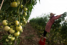 An employee removes dying leaves at the tomato greenhouses of the gazpacho-making AMC INNOVA factory in Mazarron near Murcia on August 18, 2020.
