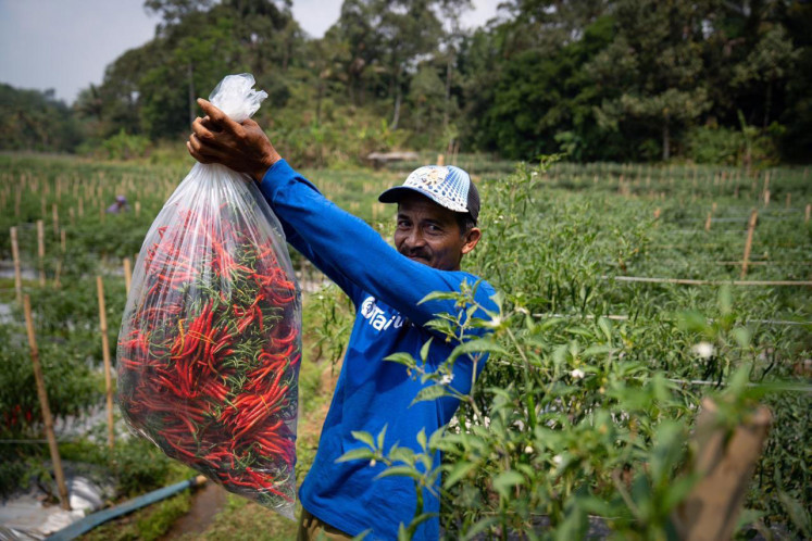 A TaniFund farmer partner lifts a large pack of harvested red curly chilis at a farm in Bogor, West Java.