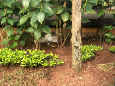 Under the shade: A stray cat relaxes in the bushes outside of a Taman Rasuna Apartment lobby on Sunday, Aug. 23, 2020. A group of cat lovers have noticed the sudden disappearance of stray cats that usually populate the South Jakarta apartment complex. The group suspects there is a cat killer on the prowl and are keen to uncover this mystery.