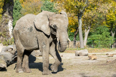 Marijuana test for stressed-out Warsaw Zoo elephants