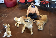 Dogged by lockdown loneliness, Indians adopt man's best friend