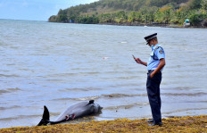 Autopsy finds wounds but no oil on dolphins washed up near Mauritius spill