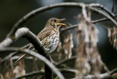 France suspends controversial glue-trapping of songbirds