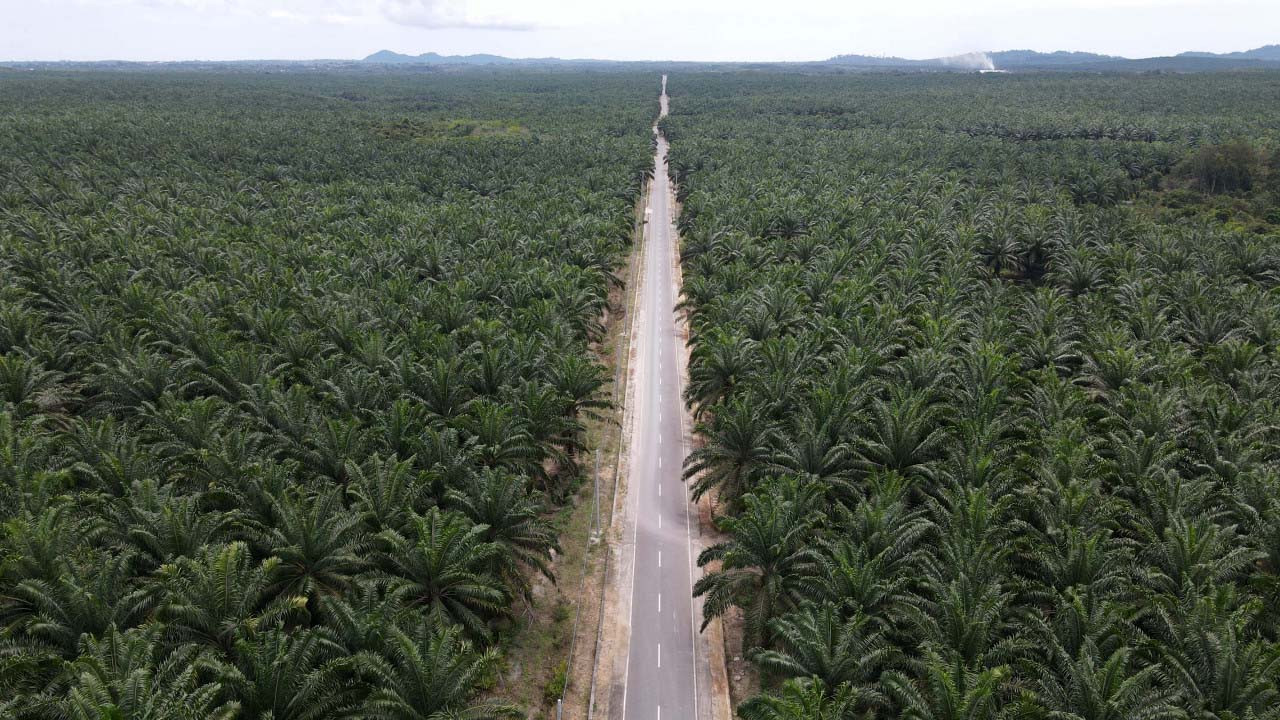 Palm Oil Tree Plantation