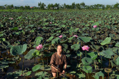 This photograph taken on August 26, 2020 shows Vietnamese weaver, Phan Thi Thuan collecting lotus stems as source of natural raw materials for silk, at a pond in Hanoi. 