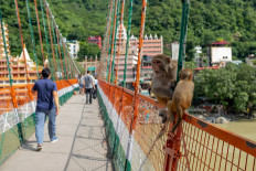 This photo taken on October 1, 2019 shows people walking while monkeys sit on a railing of the Lakshman Jhula footbridge over the Ganges river in Rishikesh.