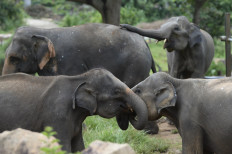 Sri Lanka to ban imports of plastic goods to protect elephants