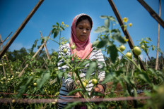  A farmer partner of TaniFund tends tomato plants at a farm in Bogor, West Java. 