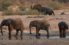 Zimbabwe suspects elephants died from bacterial infection