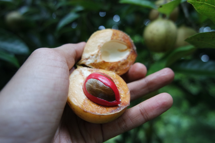 Old gold: The nutmeg spice was once a prized commodity among European colonizers.
