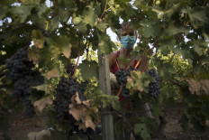A grape picker works at a vineyard of the Schatz Wineries in Ronda on August 27, 2020. 