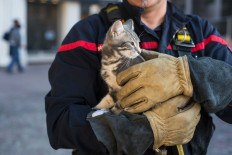West Jakarta Fire and Rescue Agency officers have rescued a kitten stuck inside a 19-liter water jug in Tegal Alur, Cengkareng, West Jakarta.