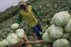 Indonesia ships 100 tons of cabbage to Taiwan