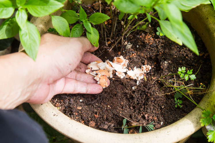 A fine balance: A gardener uses egg shells to fertilize her plants. For your composting efforts to be a success, make sure to balance the nitrogen levels from animal waste with carbon from decaying plants.
