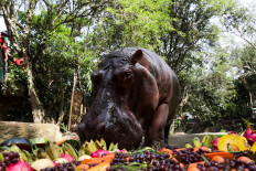 Thailand's oldest hippo celebrates birthday with fruit and song