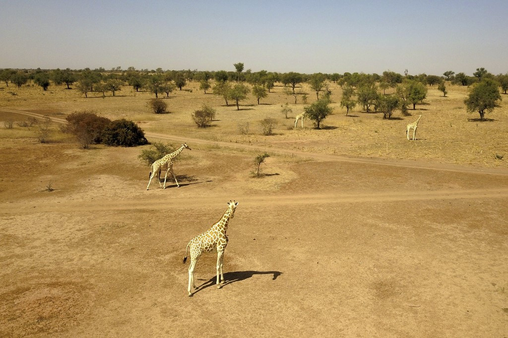 This aerial view shows giraffes in the Koure Giraffe Reserve on February 25, 2020, located 60 kilometers southeast of Niger's capital Niamey, is a rare success story for conservation in the vast hard-scrabble rim of the Sahara. 