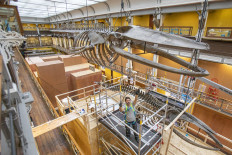 Mickel van Leeuwen, from licensed taxidermy company Inside-Out Animals takes part in the dismantling of a juvenile female humpback whale skeleton that has been hanging in the National Museum of Ireland since 1910, on September 11, 2020, in Dublin, Ireland. 
