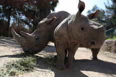Wanted: Animal godparents for Chilean zoo in 'bleak' year