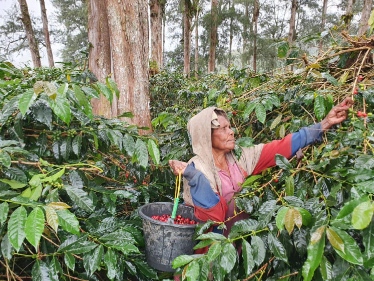 Coffee farmers in Dogiyai regency, Papua, faced various challenges during the COVID-19 pandemic. 