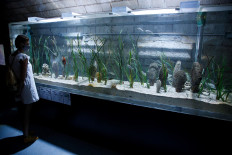 A woman looks at healthy Pinna nobilis, Mediterranean's largest clam on the verge of extinction, in Pula Aquarium, Pula, Croatia, on September 16, 2020. 