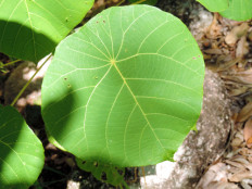Australian stinging trees contain 'scorpion-like venom': Scientists