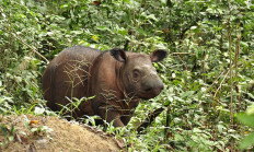 Saving Sumatran rhinos: The new challenge