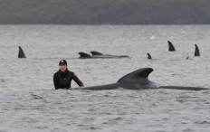 Australia counts record 470 stranded whales as rescue continues