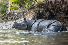 Authorities set up fences in Ujung Kulon rivers to protect Javan rhinos