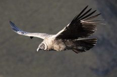 In Ecuador, pair of Andean condors revives hope for species' survival