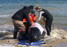 Rescue of stranded whales in Australia enters final days