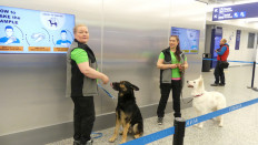 Dogs used to detect coronavirus in pilot project at Helsinki airport
