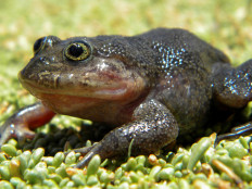 Chilean scientists rediscover 'ghost' frog in far-flung desert hot spring