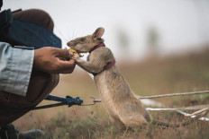 An undated handout picture released by UK veterinary charity PDSA on September 25, 2020 shows Magawa, an African giant pouched rat receiving a treat while at work detecting landmines in Cambodia. 