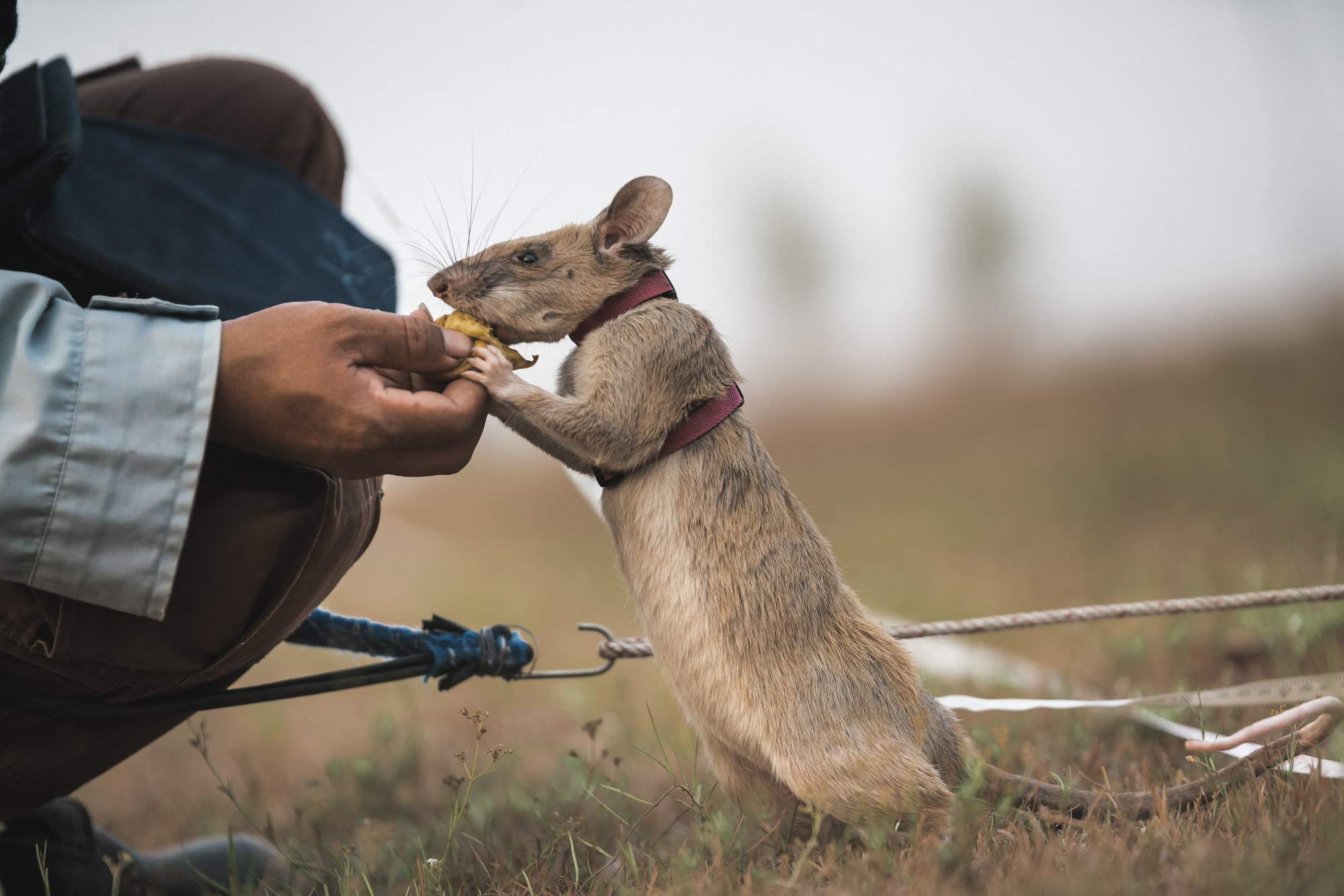 Landmine detection rat wins top UK animal bravery award - Lifestyle - The  Jakarta Post