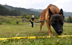 A life-saving 'game': Bosnia trains world's mine-detecting dogs