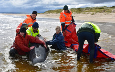 Final whale saved from grim Australia mass stranding