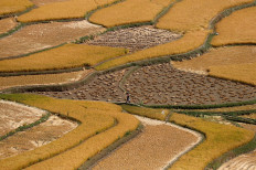A woman carrying a basket walks through a rice field in south Kashmir's Tral town on September 24, 2020. 