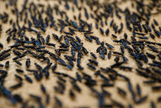 Kenya harnesses fly larvae's appetite to process food waste