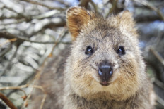 Watching videos of these animals may help reduce your stress by 50%, say scientists