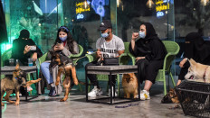 German Shepherds play together as their mask-clad owners (COVID-19 coronavirus pandemic precaution) sit by at the 'Barking Lot' cafe in Saudi Arabia's eastern Gulf city of Khobar, 450 kilometers east of the capital, on September 25, 2020. 