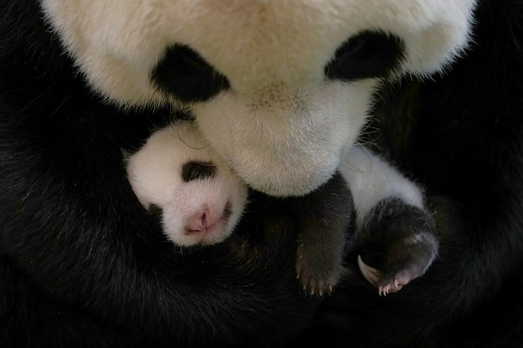 This undated handout photograph released by the Taipei Zoo on Sept. 24, 2020, shows a mother panda and her 36-day-old cub at the zoo. 