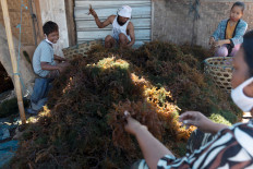 Funding, research hamper Indonesia's seaweed potential for biofuel