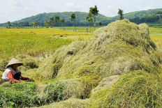 Indonesia to develop food barns to secure rice stocks