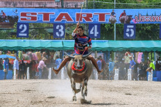 A jockey rides a water buffalo during the annual Chonburi Buffalo Race in Chonburi on October 1, 2020.
